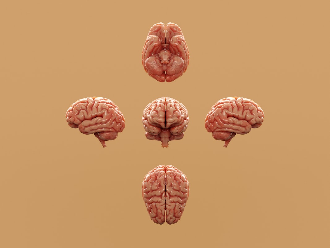 Broccoli - cruciferous vegetable supporting brain longevity